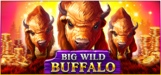 Big Wild Buffalo
